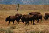 bison in the Tetons